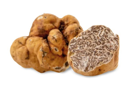Fresh Italian Bianchetto (Tuber Borchii)